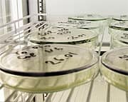 Linus Pauling: The Scientist