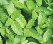 SIDEBAR IMAGE ALT TEXT