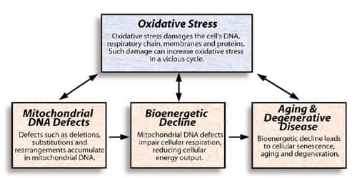 The bioenergetic theory of aging