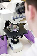 DHEA Inhibits Endothelial Inflammation