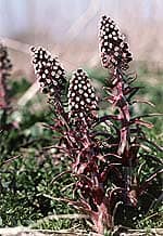 Prescription Migraine-Prevention Strategies