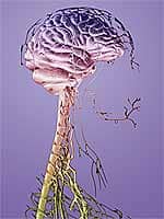 Protection Against Brain Injury