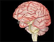 Vitamin B12 May Help Prevent Brain Shrinkage