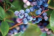 Maintaining Youthful Cognitive Function with Blueberries
