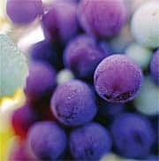 Mild Cognitive Impairment and Alzheimer’s Disease—Common Causes?