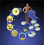 Embryonic Stem Cells Derived From Human Embryos