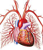 Natural Methods for Reversing Atherosclerosis