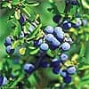 Bilberry
