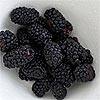 Blackberry