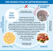 The Vicious Cycle of Leptin Resistance