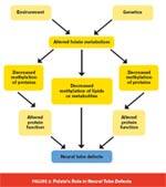 Folate, Vitamin B12, and Birth Disorders