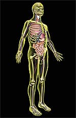 Probiotic Ingredient Improves Digestive Health