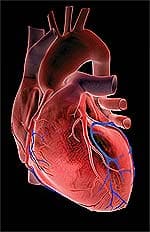 What is Cholesterol?