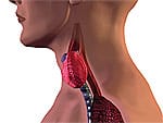 Weight Loss Might Not be Possible if Thyroid Hormone Levels Are Insufficient