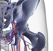 Inflammation, Cardiovascular Disease, and Obesity
