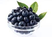 Cognition and Memory