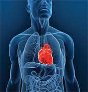 Vinpocetine Shows Promise for Chronic Inflammation