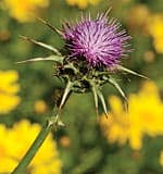 Silymarin (Milk Thistle)