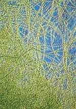 A “Perfect” Food