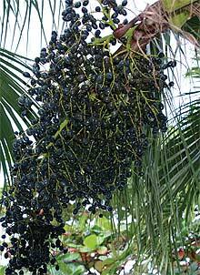 Anthocyanins: Broad-Spectrum Disease Protection