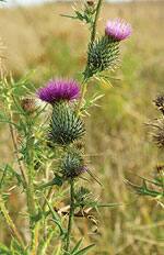 Milk Thistle Shows Protective Effect Against Chemo-induced Liver Inflammation