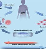 Immortal Stem Cells for Anti-Aging Therapies