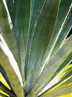 Agave Inulin and FOS: A Powerful Prebiotic Blend