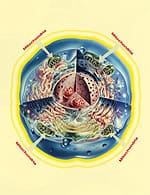 Rejuvenate Your Cells by Growing New Mitochondria