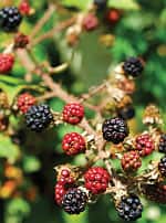 Protecting the Macula