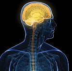 Healthy Mitochondria Essential for the Brain