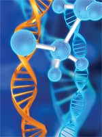 Slower cardiovascular aging