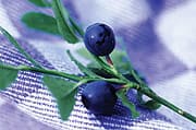 Why Pine Bark and Bilberry Extracts?