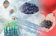 Can Blueberry Extracts Halt Metabolic Syndrome?
