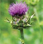 Milk Thistle