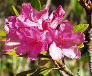 Activate Self-Renewing Skin Stem Cells