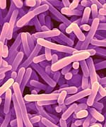 The Role of Probiotics