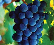 Resveratrol Could Help Maintain Senior Mobility