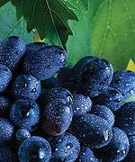 How Resveratrol Helps Combat Breast Cancer