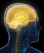 Melatonin Prolongs Life in Animal Model of Huntington's Disease