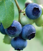 Blueberries Boost Longevity