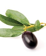 Olive Leaf Compound Helps Maintain Healthy Blood Pressure Levels