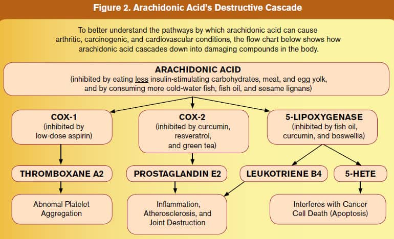 Arachidonic Acid's Destructive Cascade