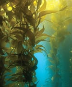 Defend Brain Health with Algal-Derived DHA