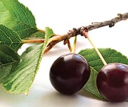 Berries: A Valuable Weapon Against Parkinson's