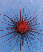Cancer Cell