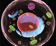 PQQ: Powerful Protection Against Cellular Aging