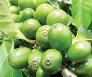 Coffee May Cut Cancer Risk 