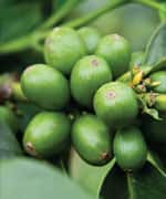 New Polyphenol-Retaining Coffees Boost Health Benefits