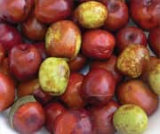 Jujube Seed Extract Boosts Antioxidant Defense