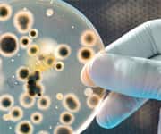 Weight Gain Linked to Poor Gut Bacteria 